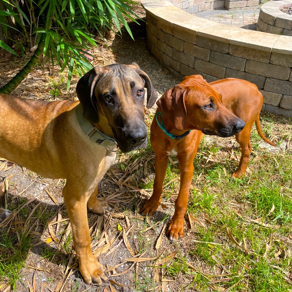 Meet your Poshers, Lemmy & Muddy